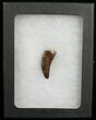Inch Nanotyrannus Tooth - South Dakota #5842-2